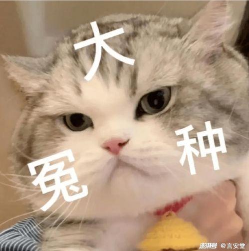 八卦吃瓜娱乐圈评论区,揭秘明星幕后故事，评论区热议不断