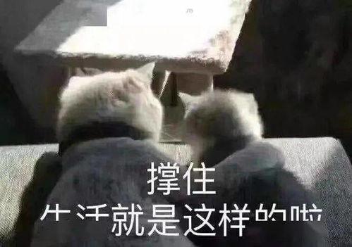 娱乐吃瓜口播文案短句搞笑,笑料横生！娱乐吃瓜界的搞笑短句大盘点